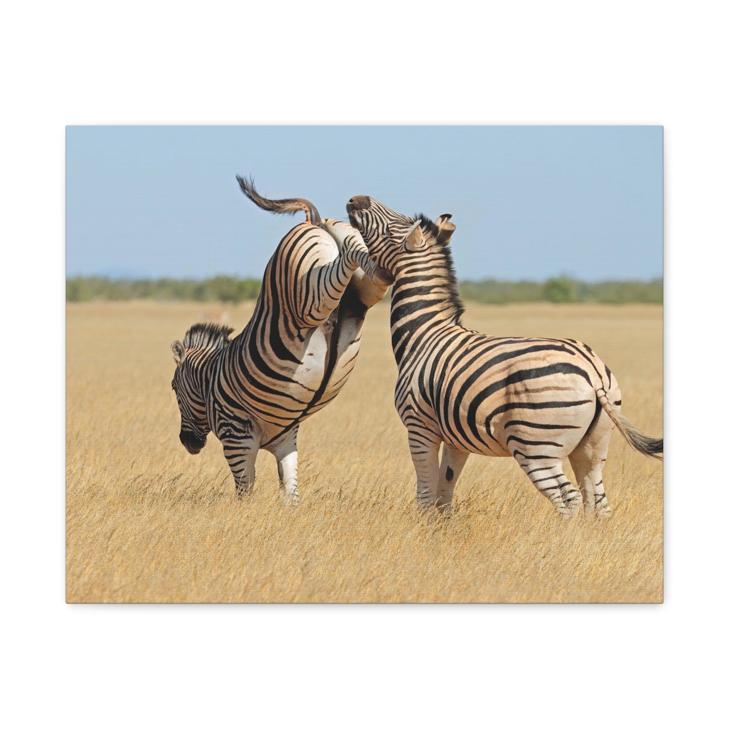Zebra Canvas