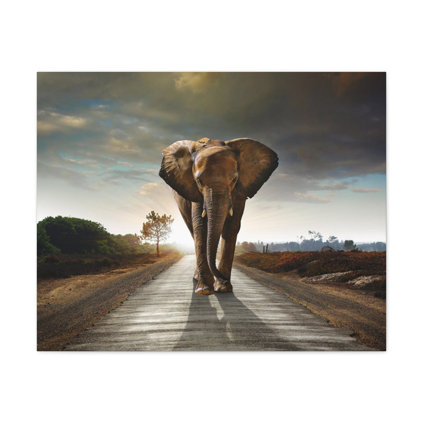 Elephant Canvas