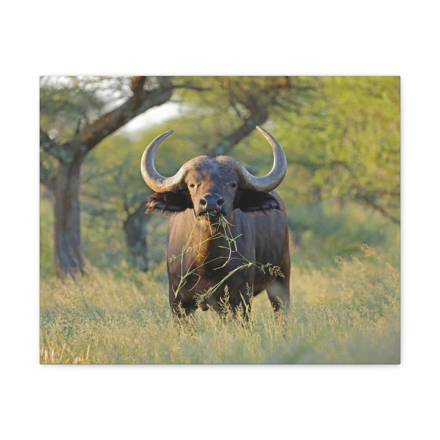 Buffalo Canvas
