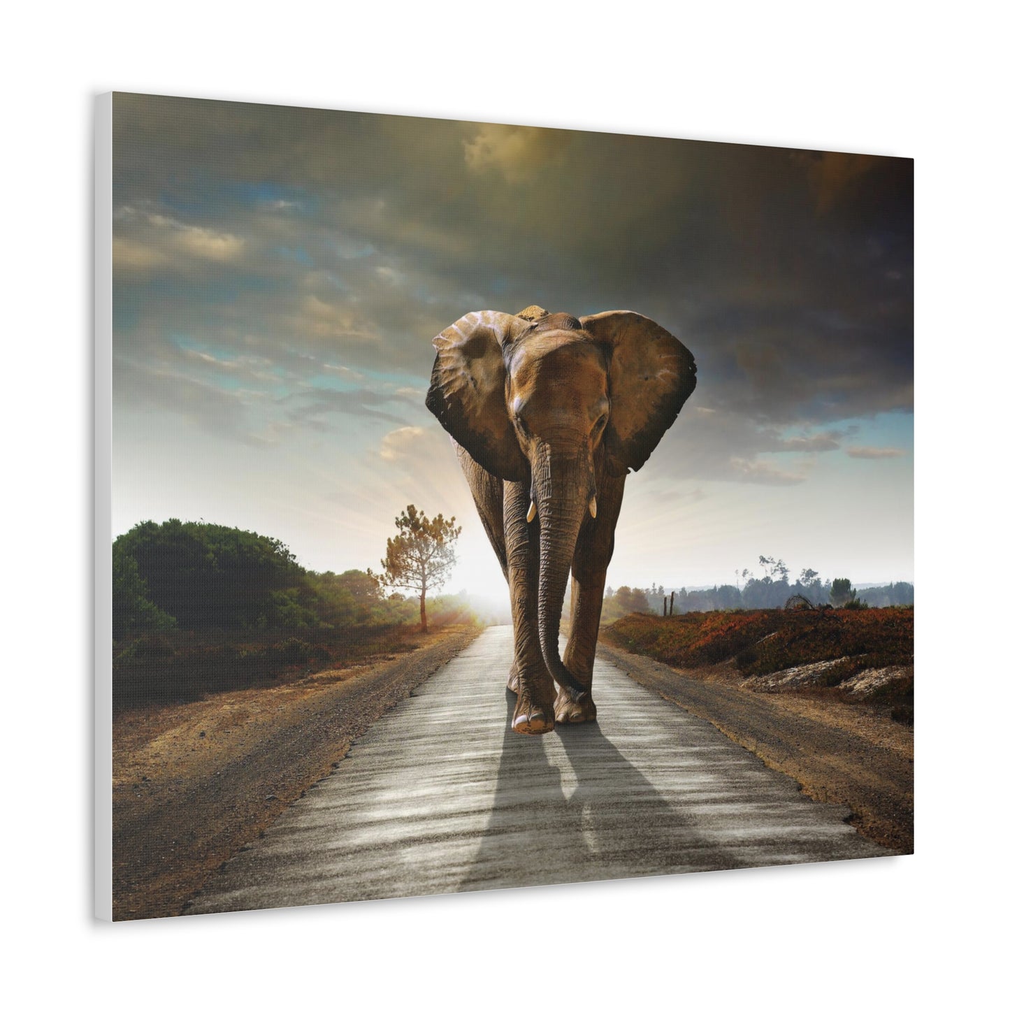 Elephant Canvas