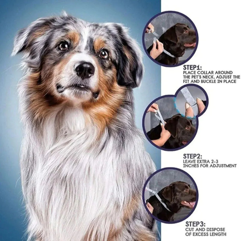 Seresto Flea and Tick Collar