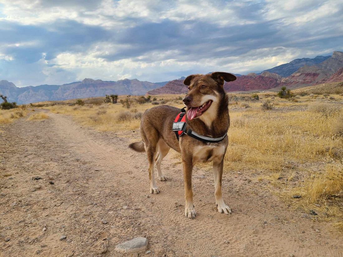 Denosyl vs. Denamarin: What's the Difference and Which Does Your Pet Need for Liver Health?