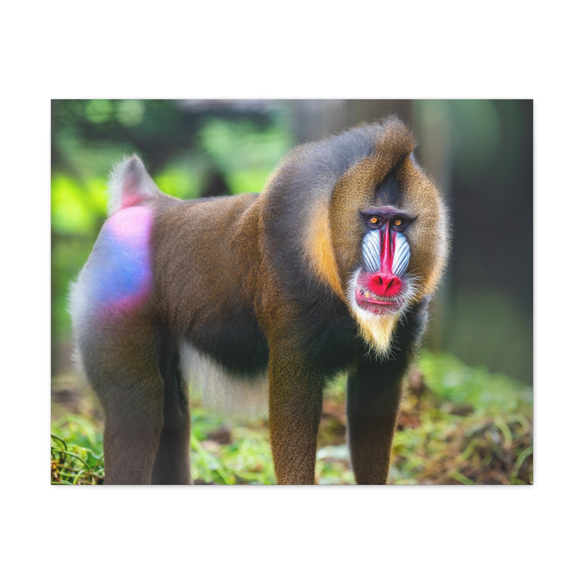 Baboon Canvas