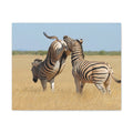 Zebra Canvas