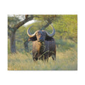 Buffalo Canvas