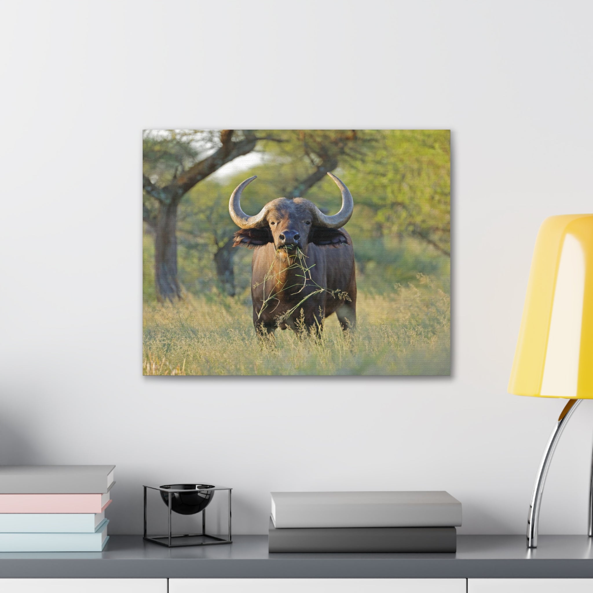 Buffalo Canvas