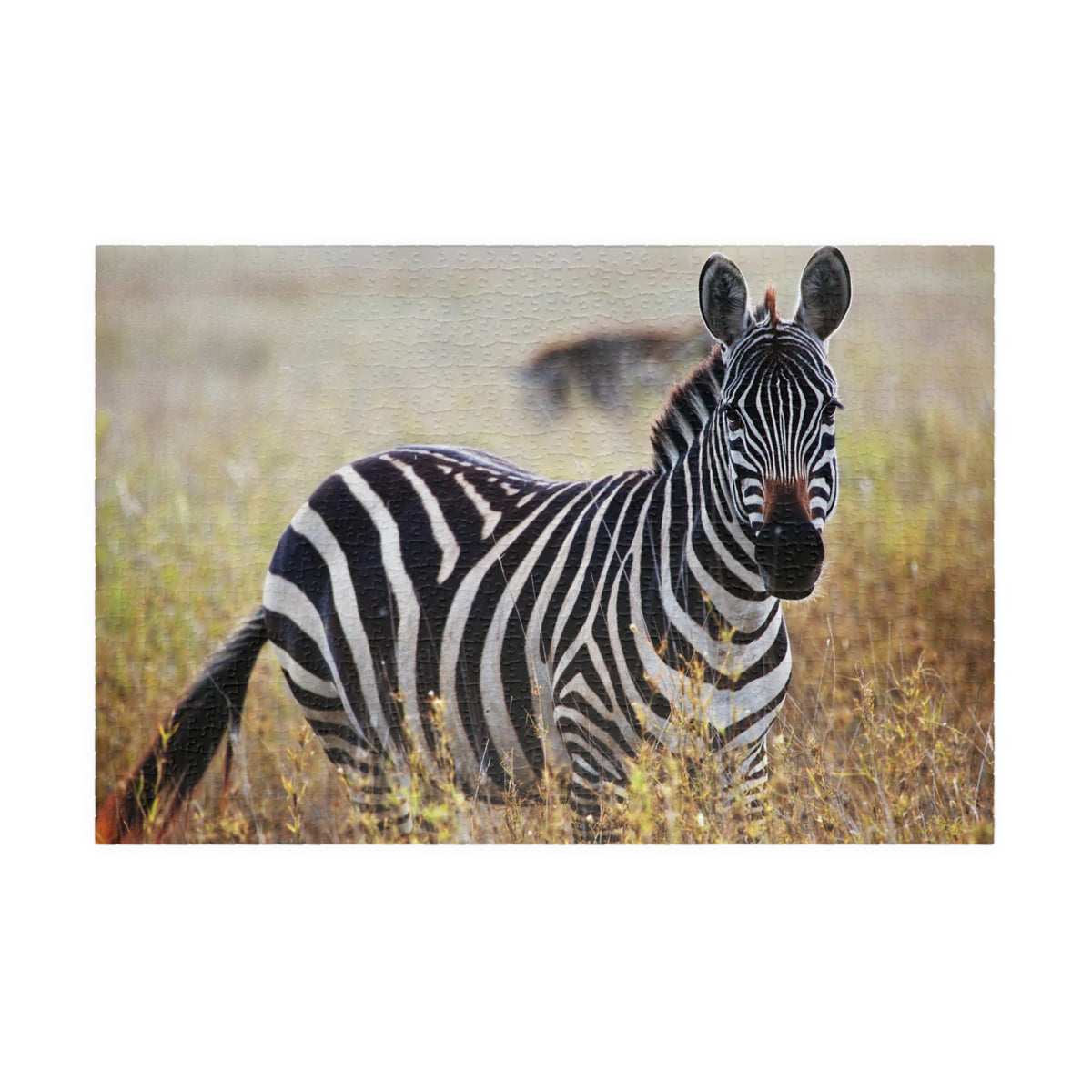 Zebra in Grassland Jigsaw Puzzle — Wildlife Photo Puzzle (110/252/520/1014 pcs)