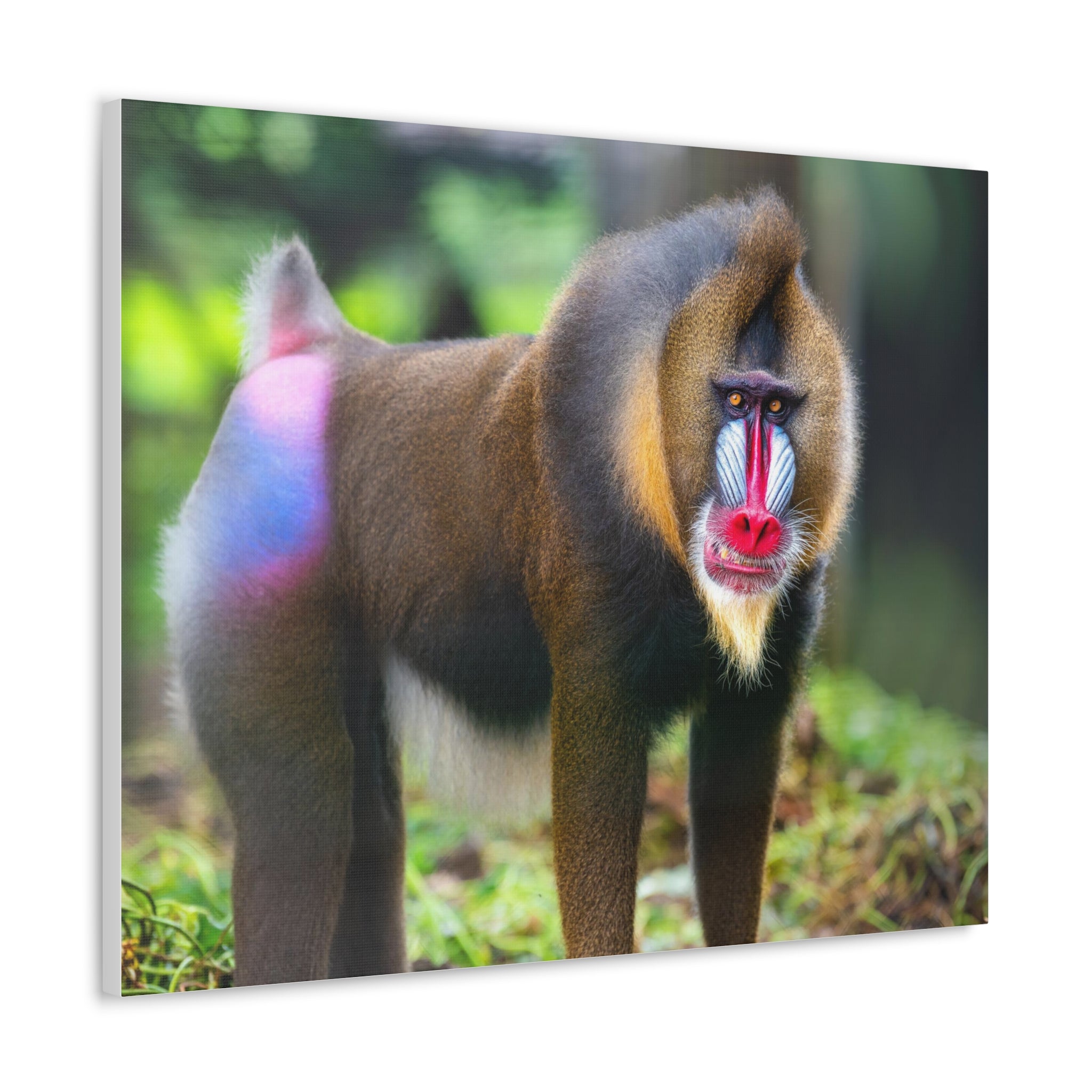 Baboon Canvas