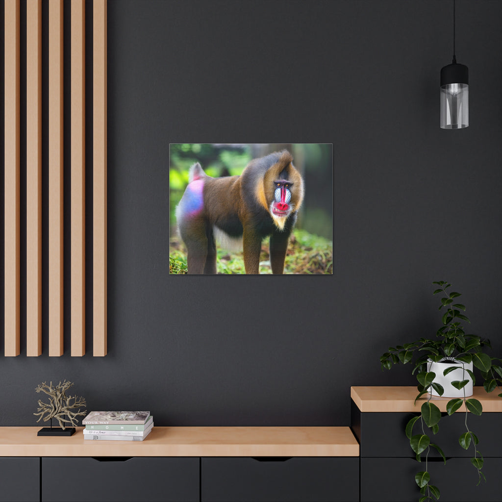 Baboon Canvas