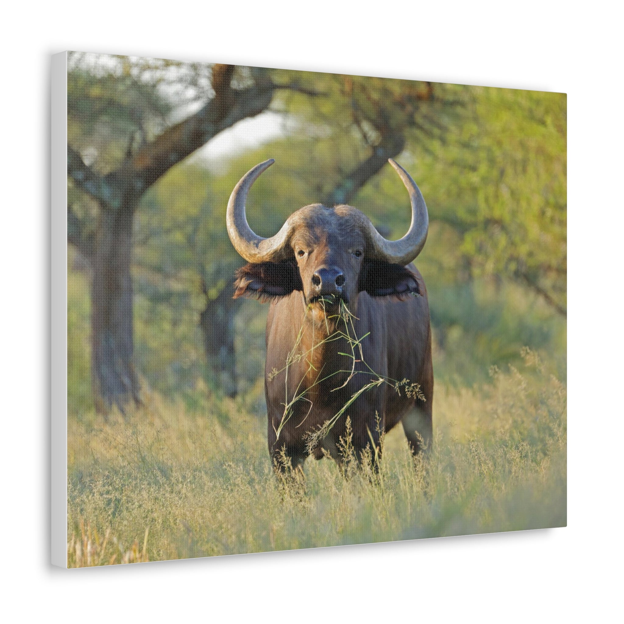 Buffalo Canvas