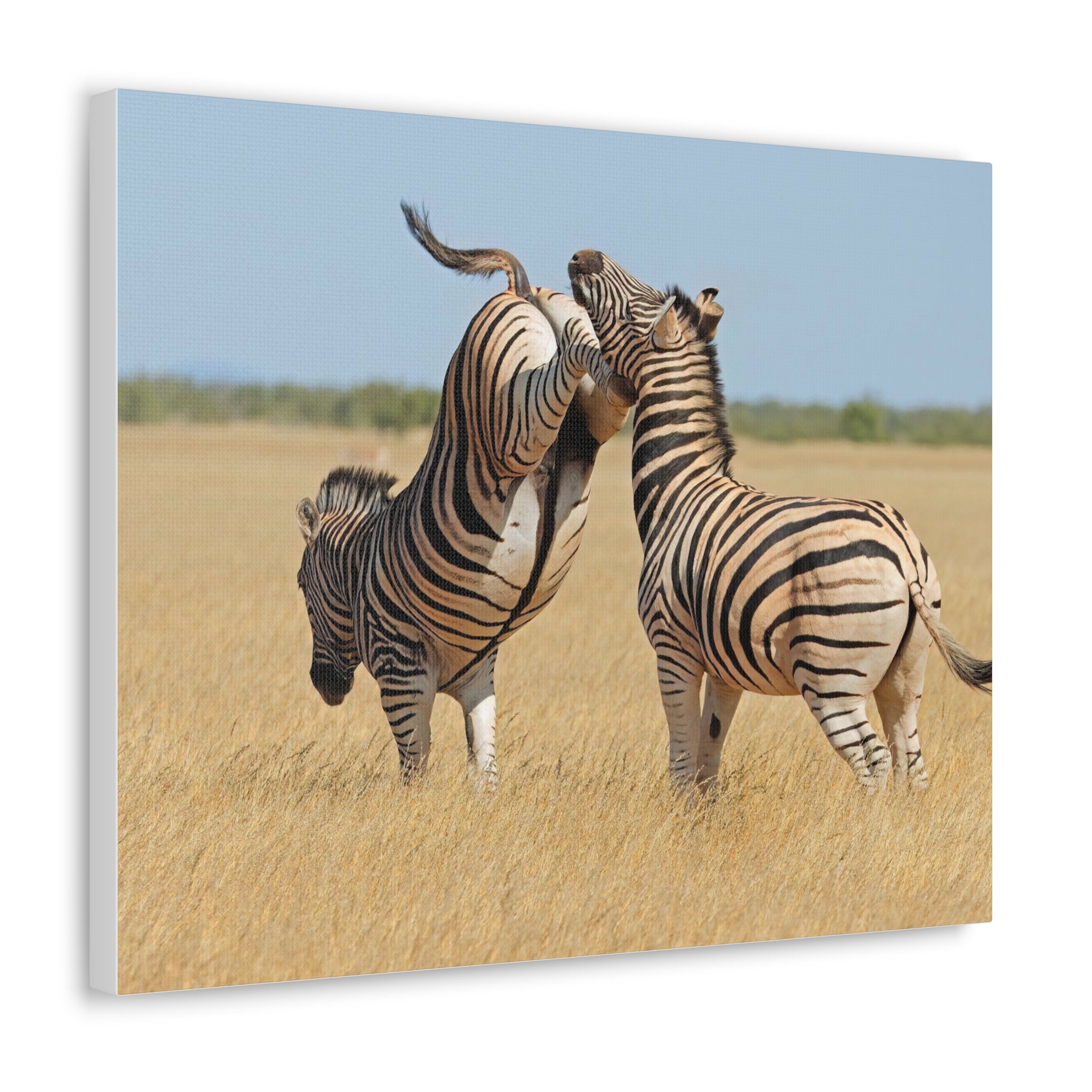 Zebra Canvas