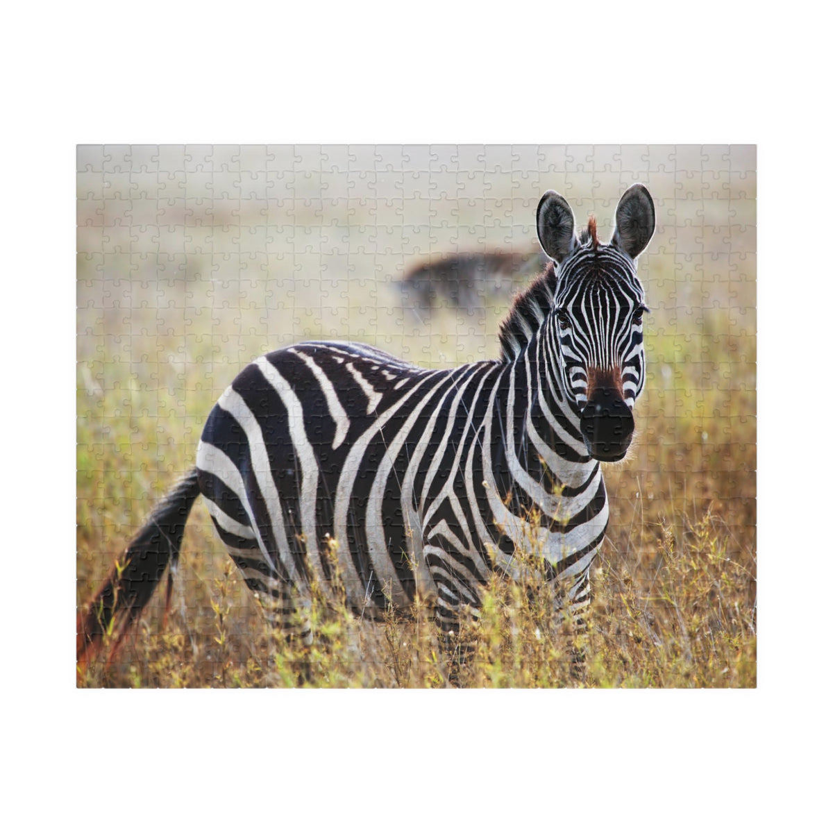 Zebra in Grassland Jigsaw Puzzle — Wildlife Photo Puzzle (110/252/520/1014 pcs)