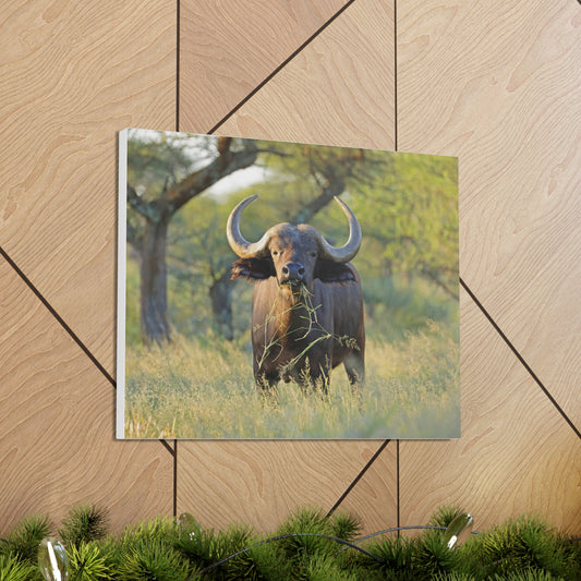 Buffalo Canvas