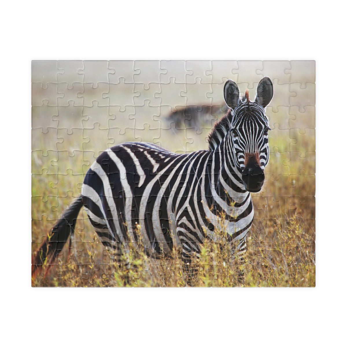 Zebra in Grassland Jigsaw Puzzle — Wildlife Photo Puzzle (110/252/520/1014 pcs)