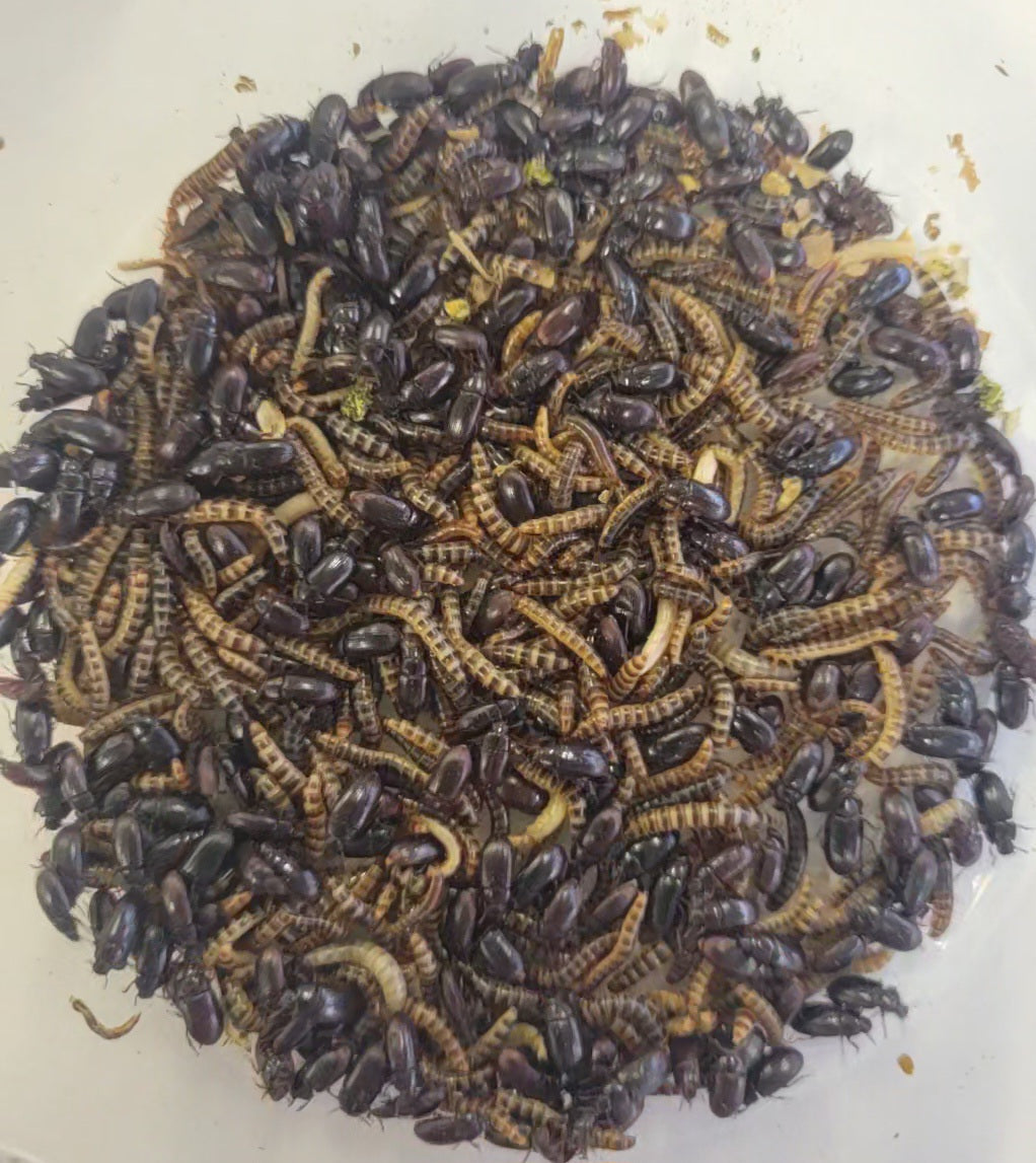 Live Lesser / Buffalo Mealworms