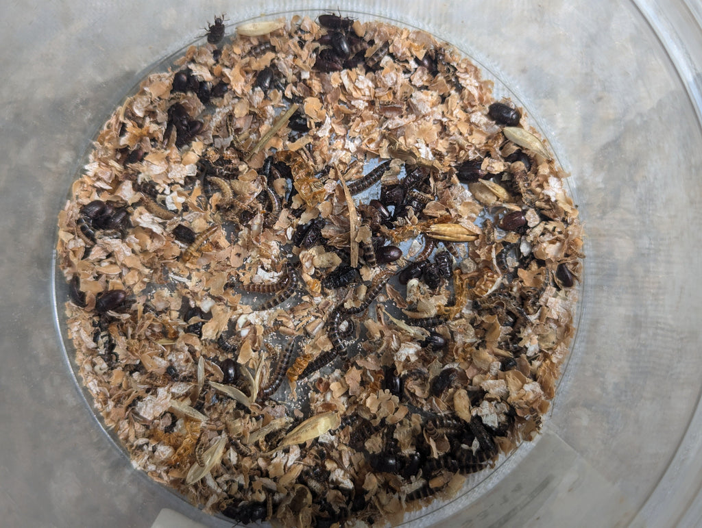 Live Lesser / Buffalo Mealworms