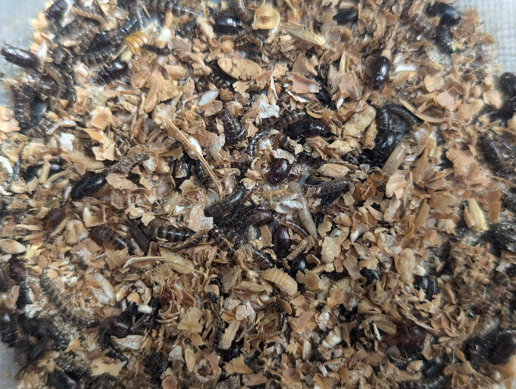 Live Lesser / Buffalo Mealworms