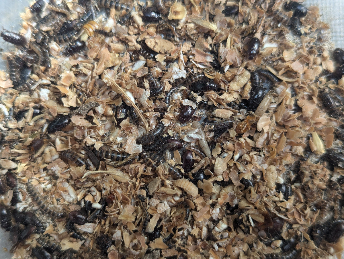 Live Lesser / Buffalo Mealworms