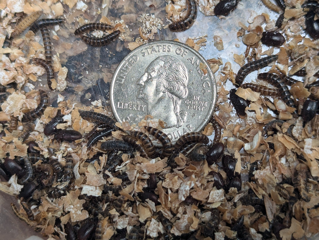 Live Lesser / Buffalo Mealworms