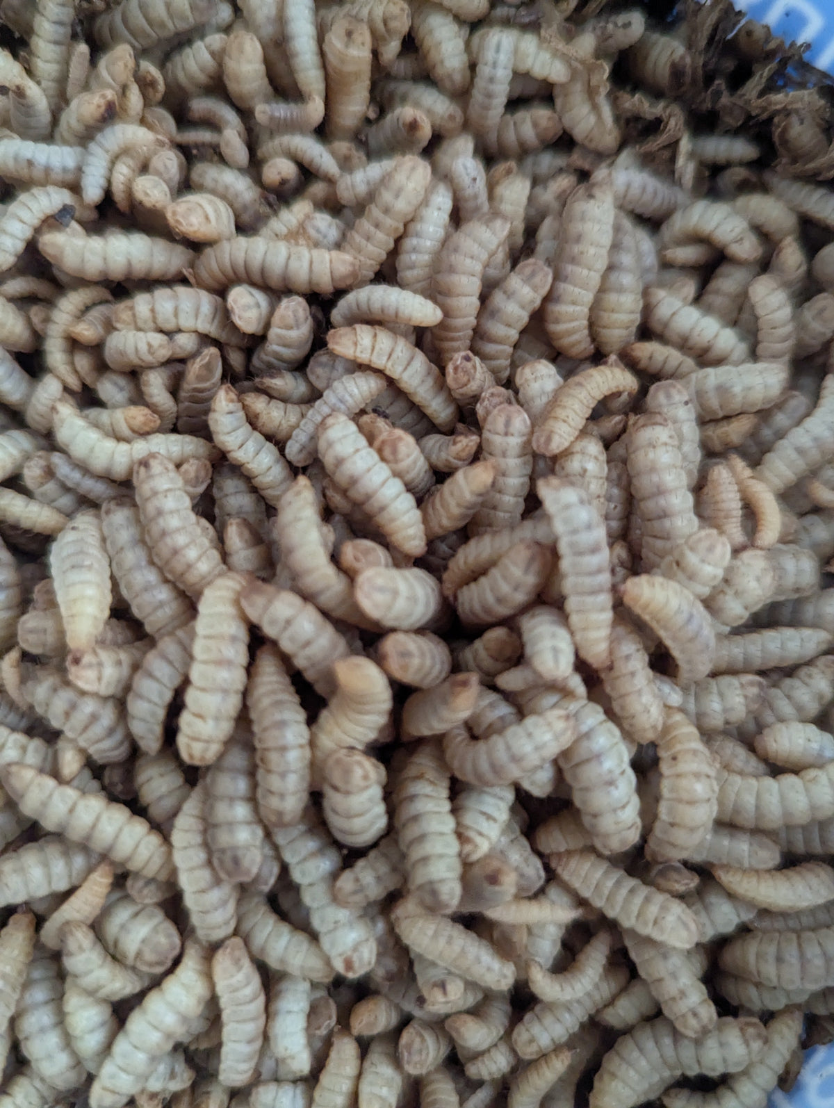 Live Black Soldier Fly Larvae