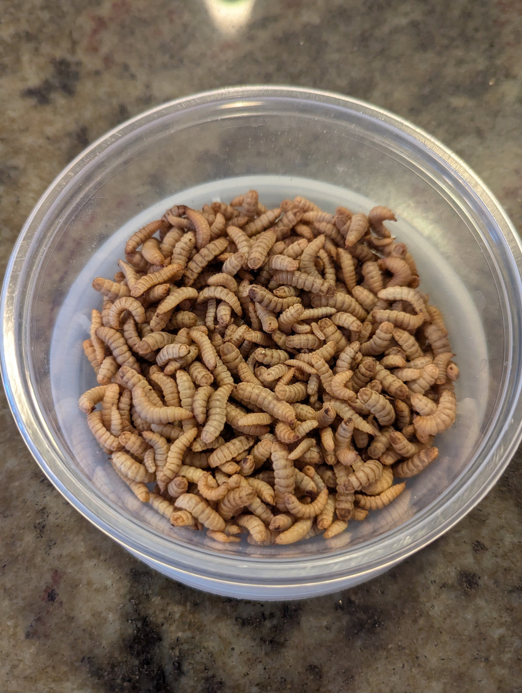 Live Black Soldier Fly Larvae