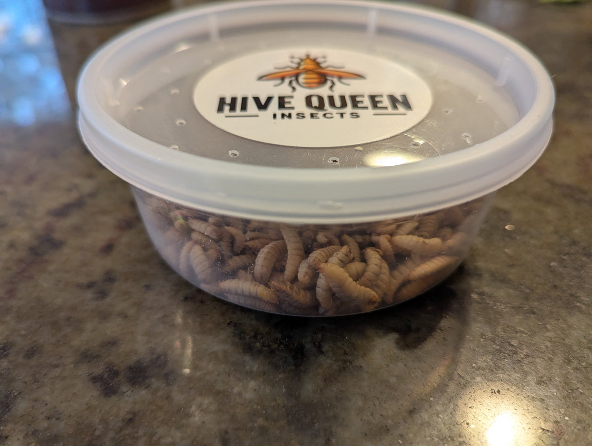 Live Black Soldier Fly Larvae