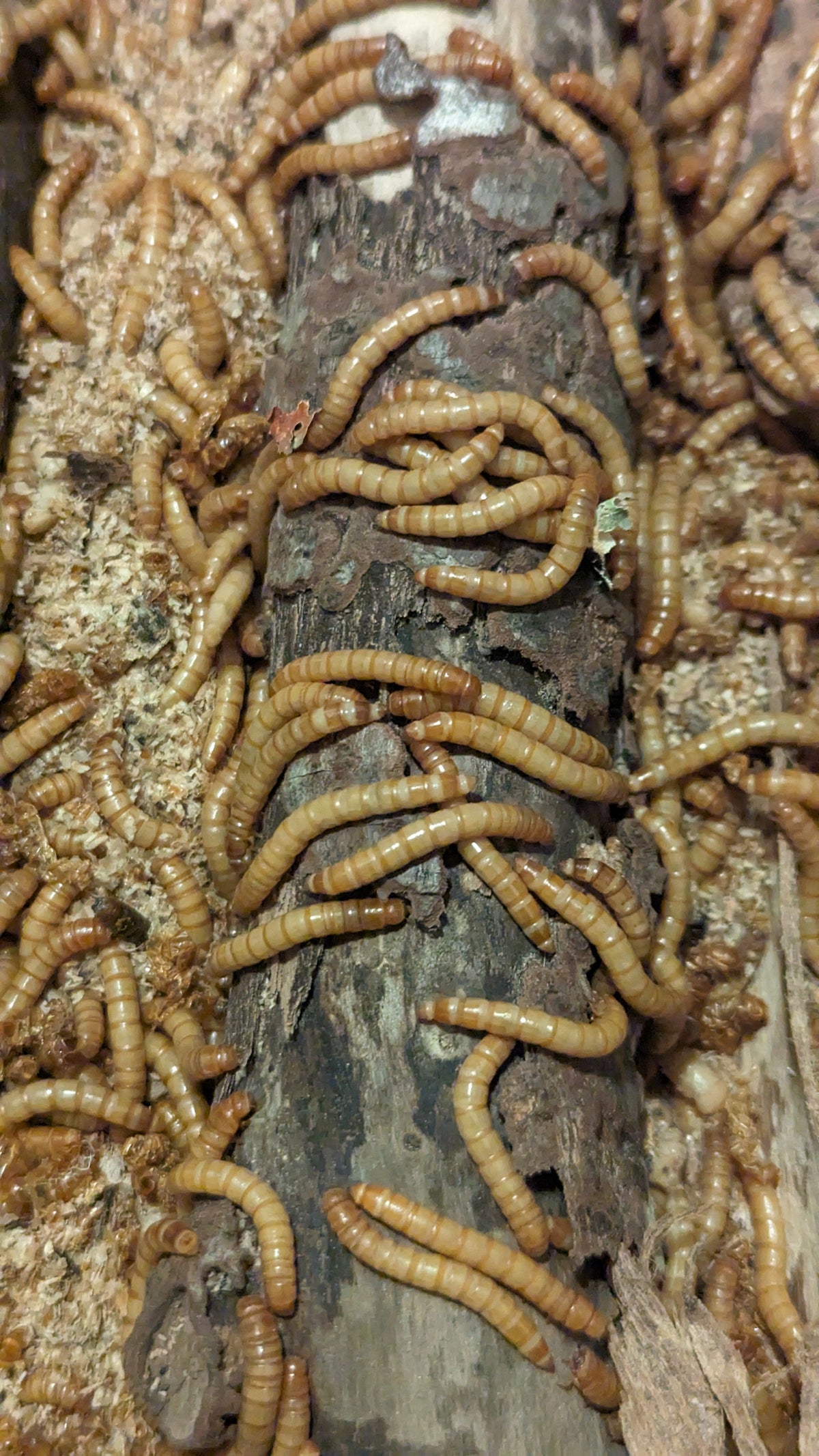 Live Mealworms