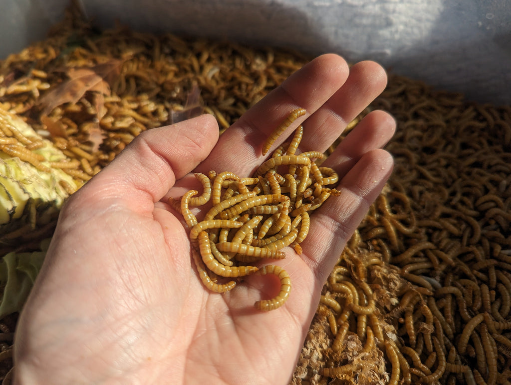 Live Mealworms