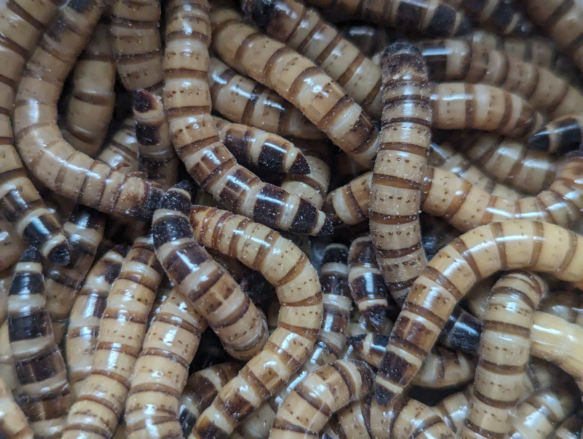 Live Superworms