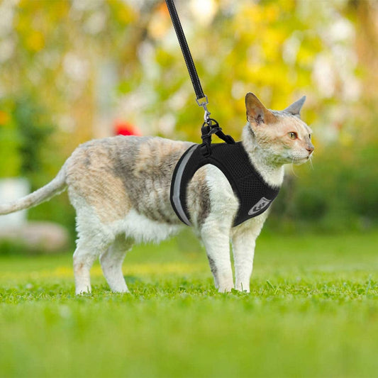 Cat Harness with Leash